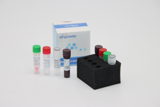 Treponema - pallidum RT ιών TP φθορισμού PCR εξάρτηση γρήγορο HCV πραγματική - χρονικό PCR εξάρτηση