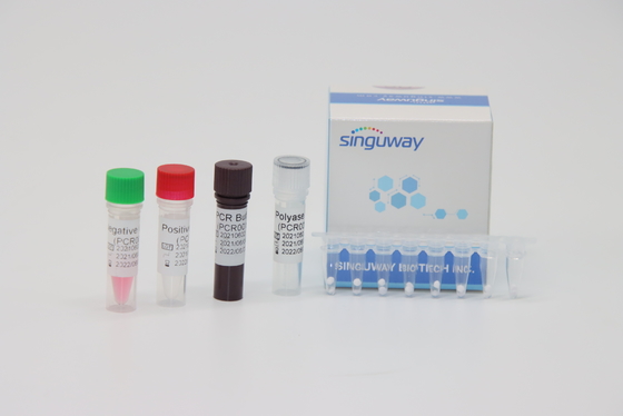 50 Copies/Ml πραγματικό - χρονικό PCR διαγνωστικές εξαρτήσεις για τη δακτυλογράφηση γονιδίων τήξης λευχαιμίας bcr-ABL